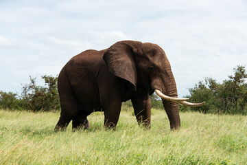 Fototapeta premium Éléphant d'Afrique, Loxodonta africana, Parc national Kruger, Afrique du Sud