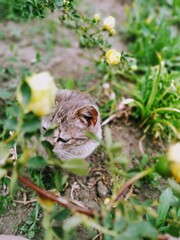 frog in the grass