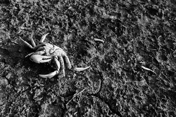 alone dead body crab on dry soil ground after water less in drought in black and white photography