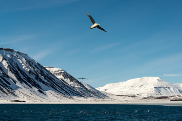 Fulmar boréal,  Pétrel fulmar, .Fulmarus glacialis, Northern Fulmar, Spitzberg