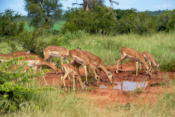 Impala, femelle, Aepyceros melampus