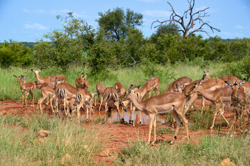 Impala, femelle, Aepyceros melampus