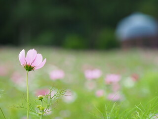 美しいコスモスの花
