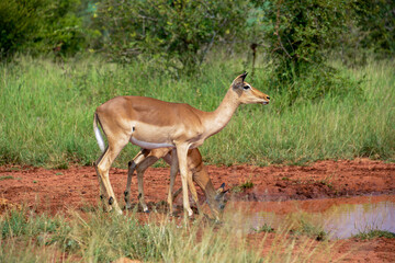Impala, femelle, Aepyceros melampus