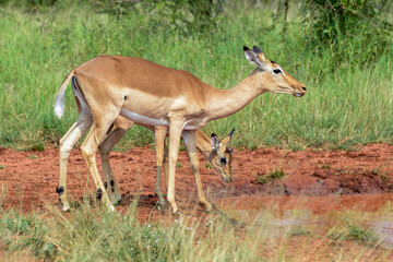 Impala, femelle, Aepyceros melampus