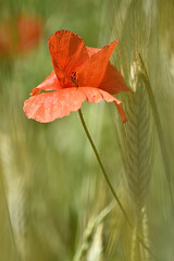 Fototapeta premium Coquelicot..