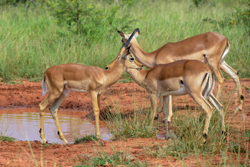 Naklejka na ściany i meble Impala, femelle, Aepyceros melampus