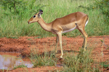 Impala, femelle, Aepyceros melampus