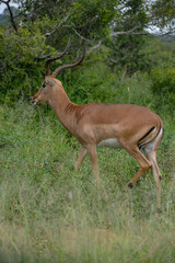Naklejka na ściany i meble Impala, mâle, Aepyceros melampus