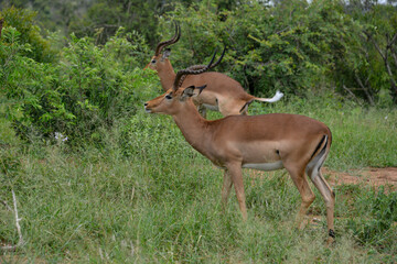 Impala, mâle, Aepyceros melampus