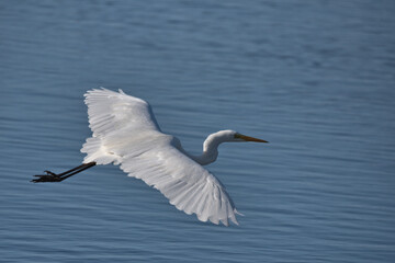 Great white egret , Ardea alba in flight over water.