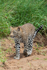 Naklejka na ściany i meble Léopard, Panthère, Panthera pardus, Afrique du Sud