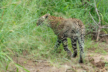 Léopard, Panthère, Panthera pardus, Afrique du Sud