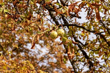 Green prickly horse chestnut fruit on a tree branch with dry leaves