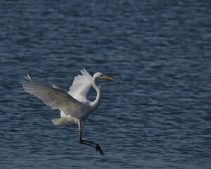 Great white egret , Ardea alba in flight over water.