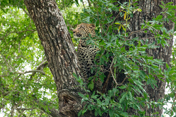 Léopard, Panthère, Panthera pardus, Afrique du Sud