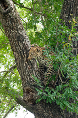 Léopard, Panthère, Panthera pardus, Afrique du Sud