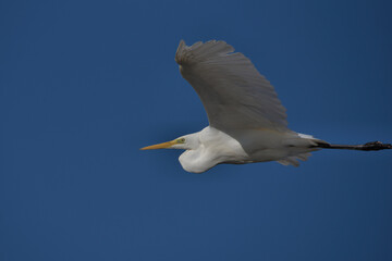 Great white egret , Ardea alba in flight over water.