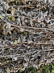  leaves grass 