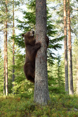 Brown bear climbing up on a tree in the forest