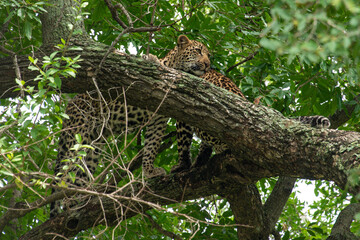 Léopard, Panthère, Panthera pardus, Afrique du Sud
