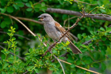 Moineau sud africain,.Passer diffusus, Southern Grey headed Sparrow