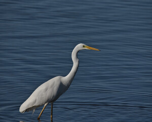 Great white egret , Ardea alba wading in the water searching for food.