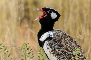 Outarde à miroir blanc,.Afrotis afraoides, Northern Black Korhaan, Afrique du Sud
