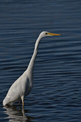 Great white egret , Ardea alba wading in the water searching for food.