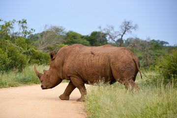 Obraz premium Rhinocéros blanc, white rhino, Ceratotherium simum, Parc national Kruger, Afrique du Sud