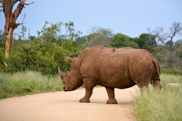 Fototapeta premium Rhinocéros blanc, white rhino, Ceratotherium simum, Parc national Kruger, Afrique du Sud
