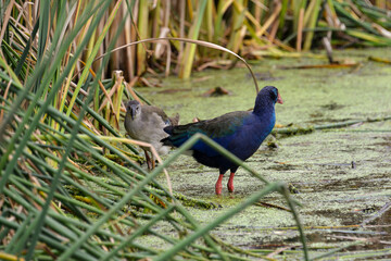 Talève sultane, Poule sultane,.Porphyrio porphyrio, Western Swamphen