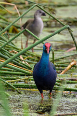 Talève sultane, Poule sultane,.Porphyrio porphyrio, Western Swamphen
