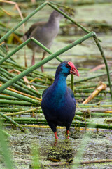 Talève sultane, Poule sultane,.Porphyrio porphyrio, Western Swamphen