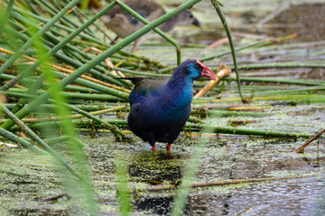 Talève sultane, Poule sultane,.Porphyrio porphyrio, Western Swamphen