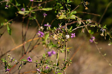A field of purple flowers. Herbs on the hill. Close up photography of autumn flowers. 