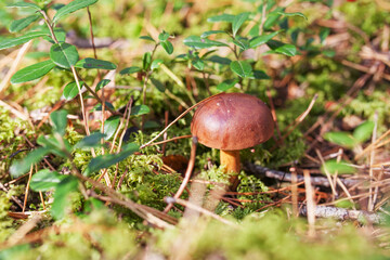Cute  mushroom is growing in the grass in the forest. Beautiful small brown cap of a cep is in the...