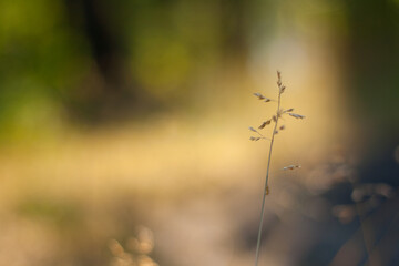 grass in the morning
