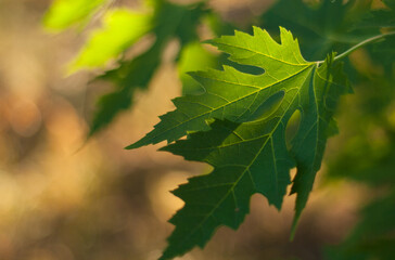 maple leaves in autumn