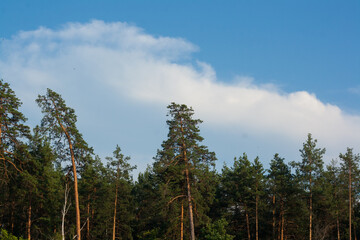pine forest in summer