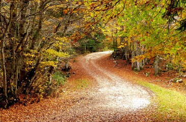 Chemin automnal (France - Plateau du retord)