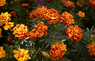 Autumn marigolds in the park.