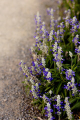 blue-white flowers in the sunlight