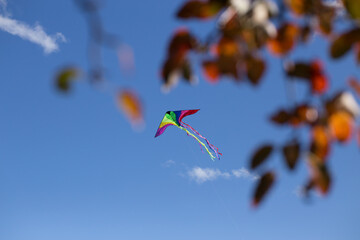 A colorful triangle kite flies between the leaves under the blue sky. Sunny autumn.

