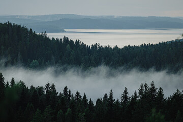 Fog over the forest, Karelia, Russia