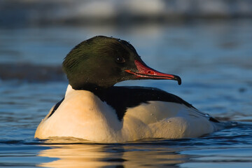 Common merganser or goosander. Bird in breeding plumage. Mergus merganser