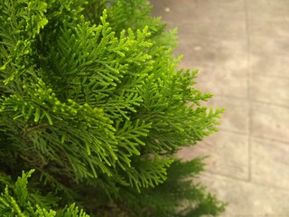 coniferous trees leaf's close up photo at outside.