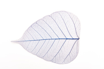 Blue sceleton of leaf on a white background. Artificial autumn leave, closeup, flat lay.