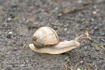 Weinbergschnecke