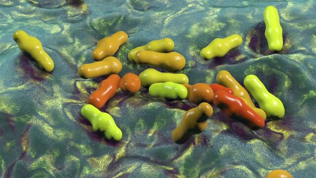 Spore-forming bacteria Clostridium, the causative agent of tetanus, botulism, gas gangrene and pseudomembraneous colitis, 3D animation